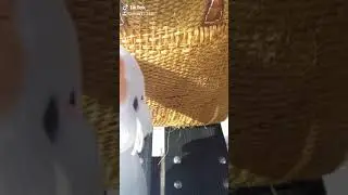 видео из тик тока\кошка лили\видео для детей