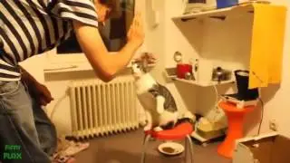 ржачные коты, подборка видео о смешных котах, коты вытворяют, самое смешное видео от PromoZP