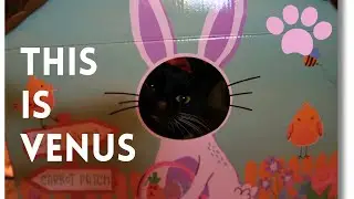 Venus The Tripod Cat