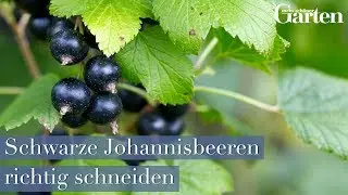 Schritt für Schritt: Schwarze Johannisbeere richtig schneiden - Gartentutorial