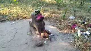 बगदई काटी झालखमरिया जिला - महासमुंद (श्रापवश जंजीर से बधि शिह कि प्राचीन पाषाण प्रतिमा )