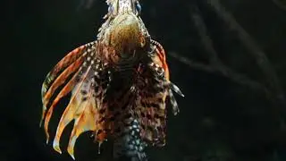 Lionfish Zebrafish Underwater 3 8Z623sc 1