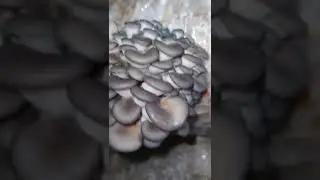 супер. гриб 🍄 К17