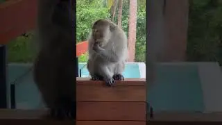 обезьяна #обезьяна