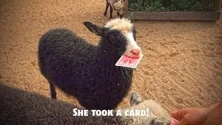 How Sheep React to Card Tricks?