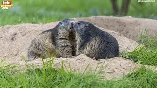 Сурки-байбаки их детки
