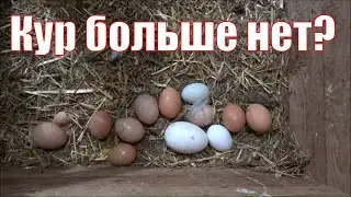 Куры несушки. Что случилось с моим хозяйством?