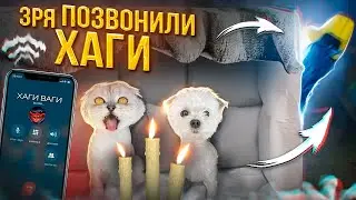 ЗРЯ МЫ ПОЗВОНИЛИ ХАГИ ВАГИ ИЗ ПОДУШЕЧНОГО ДОМА!