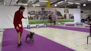 Выставка собак пород 3 группы ранга САС + Speciality