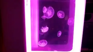 Cubic™ Jellyfish Aquarium Trial (Final Prototype)