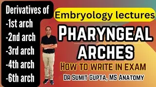 Pharyngeal arches derivatives | Embryology