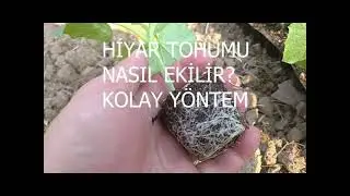 Hıyar tohumu nasıl ekilir? Kolay yöntemle salatalık tohumu çimlendirme