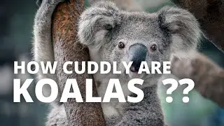 HOW CUDDLY ARE KOALAS ??