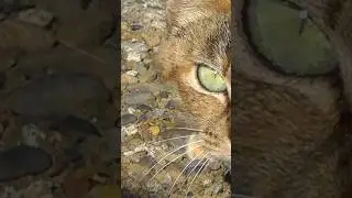 🌸 Graveyard Cat: Encountering a Feline Guardian Among Yui’s Forgotten Graves - softypapa shorts