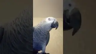 Gosha the Parrot 