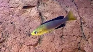 Cyprichromis leptosoma 