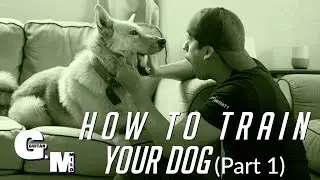 How to train your dog | (Sit, Stay, Down) Guitan & Milo