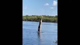 Ловля крокодила на беспилотник
