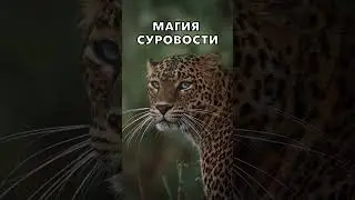 Магия суровости. The magic of harshness