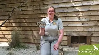 Burrowing Owl bonanza!!