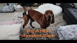 Awesome Dog Diaper