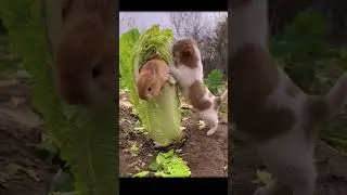 兔兔: 我不要了你啃吧 #萌宠 #狗狗 #rabbit #dog #family #china