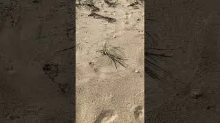 Circles in Nature (beach plant)