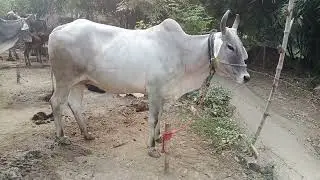 #cow