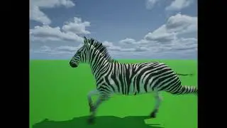 zebra running