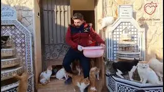 Animal kindness😀💗cute cat 🐈