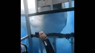 king Shark #shorts