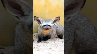 Eared fox: Record holder among canids 😍 