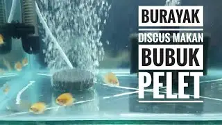 Burayak Discus Makan Bubuk pelet