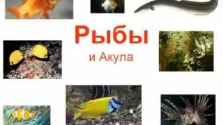 Рыбы для детей .