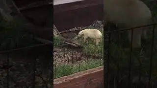 08.08.2019 к нам белый медведь пришел.