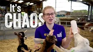 Help Jade Bottle Feed Our Orphan Baby Goats!
