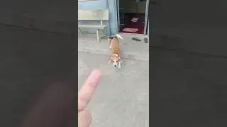 #actual #dog #reaction