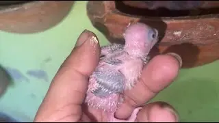 How Beautiful Budgies Colony is Growing || Egg Laying and Baby Birds