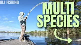 MULTI-SPECIES ACTION on the Pasquotank River! | Bass, Stripers & More