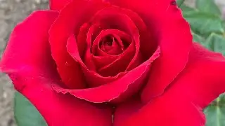 ЦВЕТЕНИЕ РОЗ 2023🥰❤️. ДОЛГОЖДАННЫЕ СОРТА 🔥👍🌹
