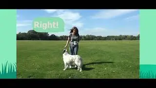 Teach Your Dog To Spin in 5 Steps!