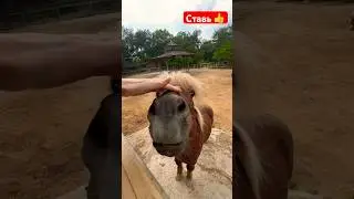 Зоопарк в Анталии 👍 #like #животные #shortvideo #приколы #animals #анталия #путешествия #дети