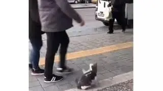 Кот гопник)))