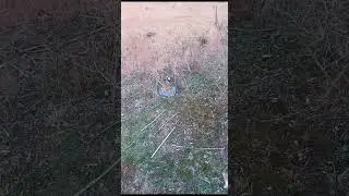 кабки дулан шикори 