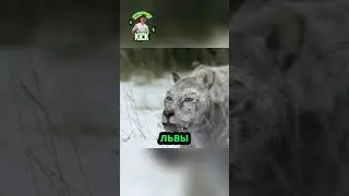 Мамонтёнок в опасности! 