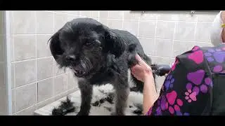 Behind The Scenes; Shih-Tzu/Pom x, previous rescue dog, #3 3/4, one eye, multishort & full groom