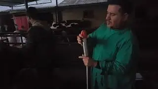 Ketozis hastalığından ineklerinizi korumanın yolu.
