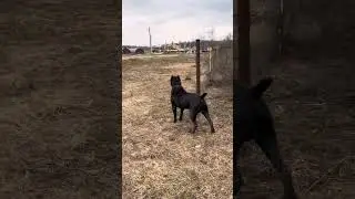 Талли)