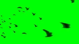 [GREENSCREEN] Flying Birds