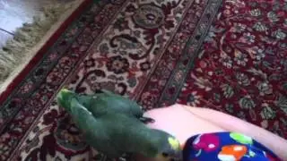 Попугай издевается над собакой!